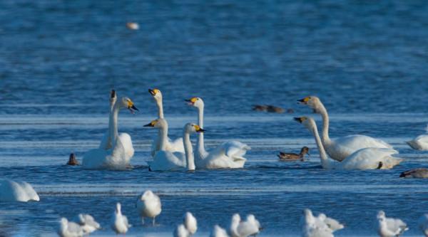 達裡湖觀鳥季 | 天鵝在等你