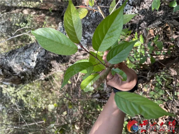 嗨!牛魔王 嗨!牛魔王