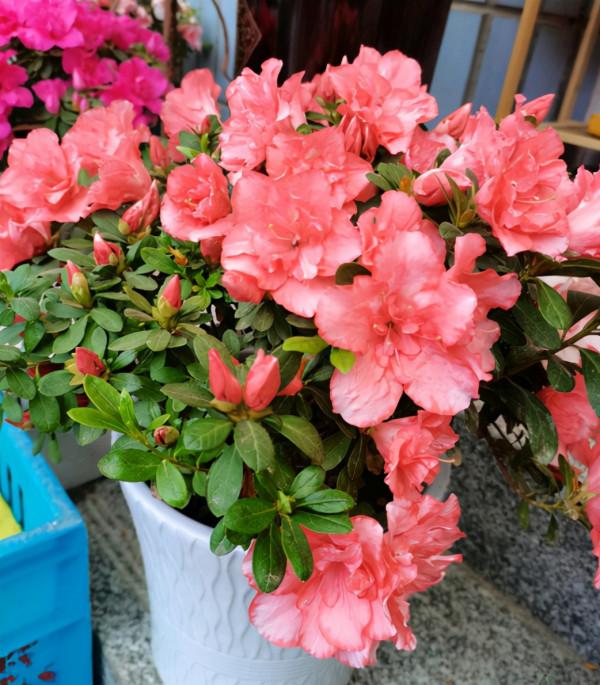 養花不用買肥料,自己做“有機肥”,肥勁“槓槓的”,啥花都能用 養花不用買肥料,自己做“有機肥”,肥勁“槓槓的”,啥花都能用