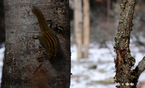 大美川西系列1-畢棚溝 桃坪羌寨 甘堡藏寨 兩日遊攻略