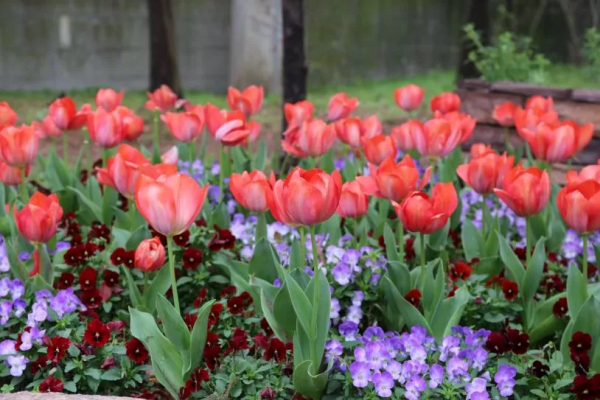 想要春日花園更多彩，不能少了它們