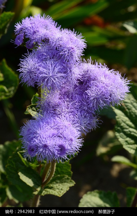 《百花集》（二百九十五）