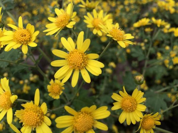 每日中藥——野菊花 每日中藥——野菊花