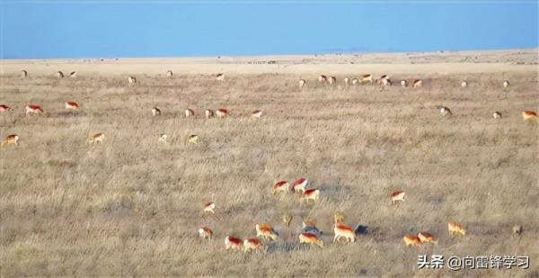 超乎你想象!和兵哥哥一起盤點北疆的“小可愛” 超乎你想象!和兵哥哥一起盤點北疆的“小可愛”