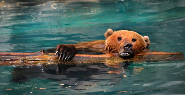 考古重大發現!埃及出土四足“死神鯨”,鯨魚演化有多傳奇? 考古重大發現!埃及出土四足“死神鯨”,鯨魚演化有多傳奇?