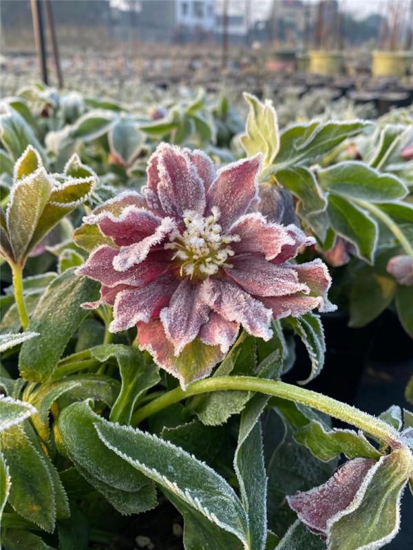 雨雪天凍不死的8種花,越冷越開花,冬天養一盆,喜慶又漂亮 雨雪天凍不死的8種花,越冷越開花,冬天養一盆,喜慶又漂亮