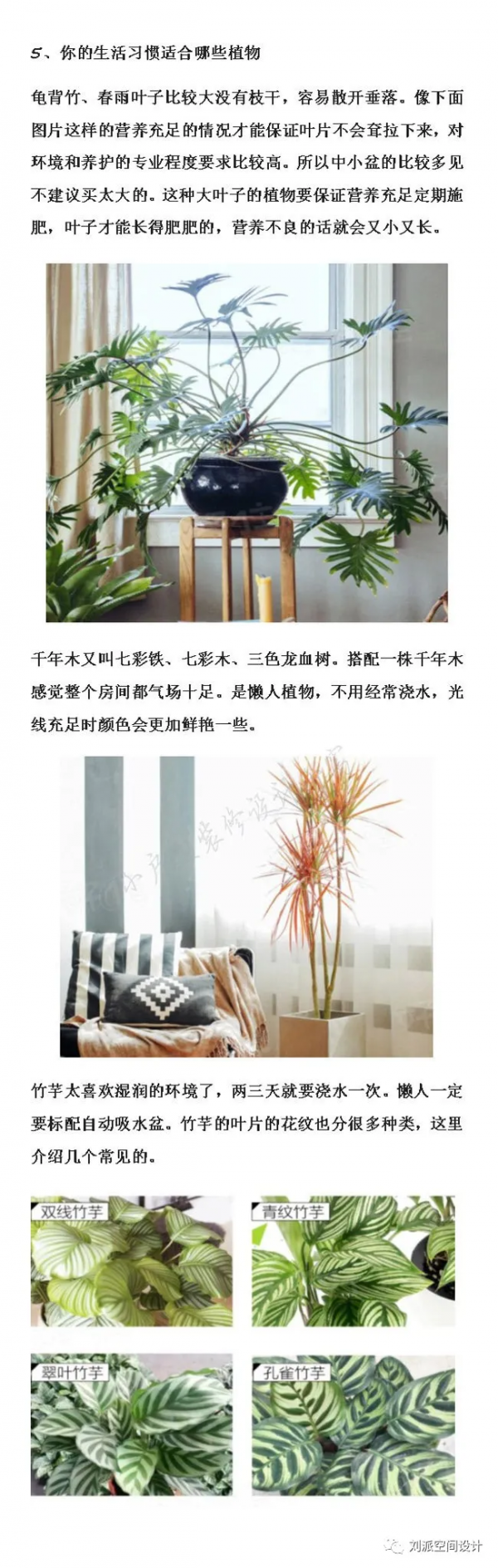 沒有這些綠植，怎麼能叫北歐風？