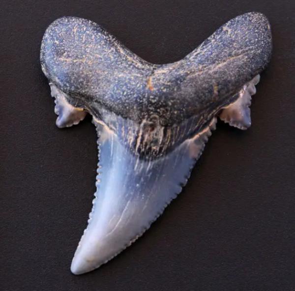 鯨魚：海爬走了，輪到我整活兒了，鯊魚你給我等著