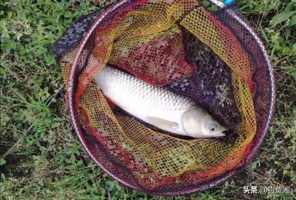 7款價效比很高的魚竿,便宜、結實,10多斤的魚也能輕鬆應對 7款價效比很高的魚竿,便宜、結實,10多斤的魚也能輕鬆應對