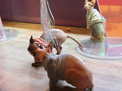 2分鐘掌握6個室內貓過冬小技巧