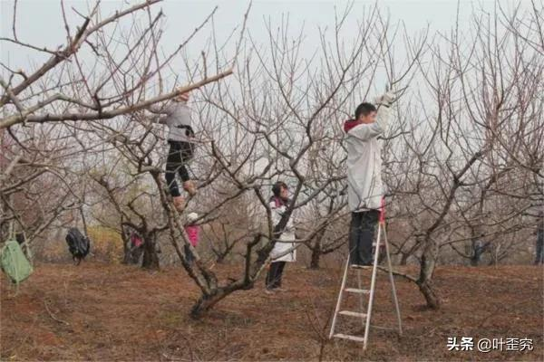 苗木“整形”和“修剪”不是一回事兒,掌握要領很重要 苗木“整形”和“修剪”不是一回事兒,掌握要領很重要