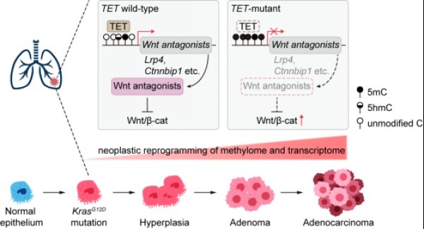 分子細胞卓越中心揭示TET雙加氧酶在肺癌發生發展中的重要功能