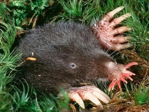 1&sol;4秒能吃掉大蚯蚓的怪鼻子