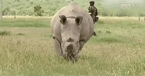 這28種動物，我們無緣再見，在殖民時期它們滅絕了，連照片都沒有