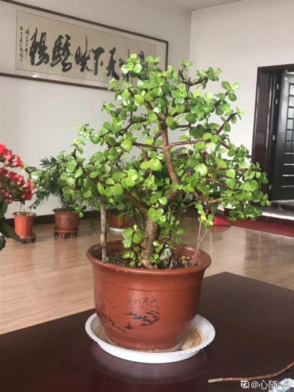 人養花,花也養人,這15種花,越養家裡越乾淨 人養花,花也養人,這15種花,越養家裡越乾淨