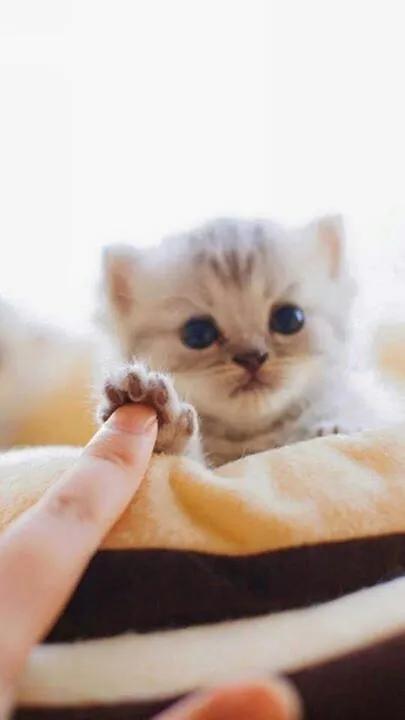 60多張有趣且可愛的貓看了讓人心情愉快