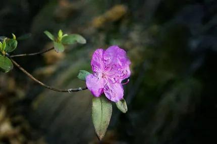 分享——杜鵑花