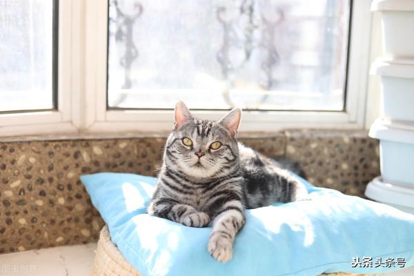 世界上最好養的貓(美短) 世界上最好養的貓(美短)