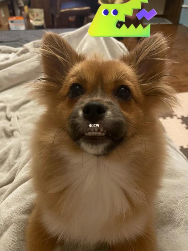 我們家的齙牙honey