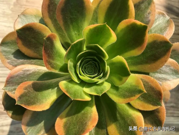 多肉青檬法師和嘉年華法師，生長季節看似差不多，休眠後卻大不同