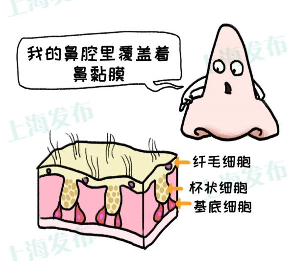 【醫聊】@鼻炎深度使用者，為什麼“傳送”這麼多鼻涕？