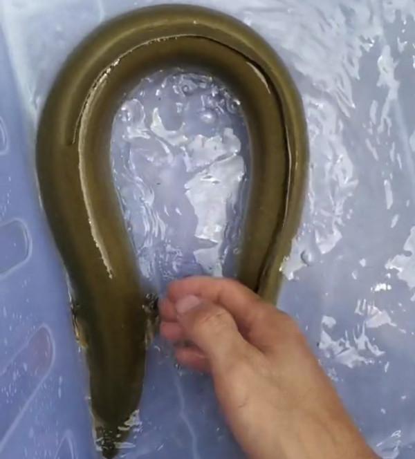 錢塘江鰻魚“大暴走”,有人3小時釣起七八條,大的1米多長 錢塘江鰻魚“大暴走”,有人3小時釣起七八條,大的1米多長