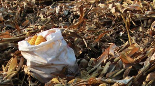 大家一哄而上，當場把他打死了