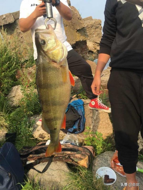 五道黑,為什麼國內釣的很少,而老外卻玩的很嗨? 五道黑,為什麼國內釣的很少,而老外卻玩的很嗨?