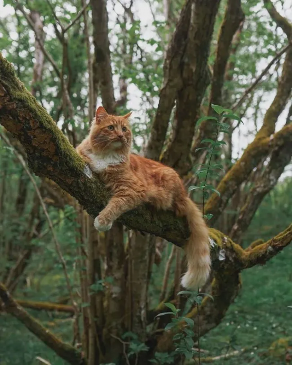 出生不幸的小橘貓，愛上了戶外旅行，擺脫了十橘九胖的魔咒