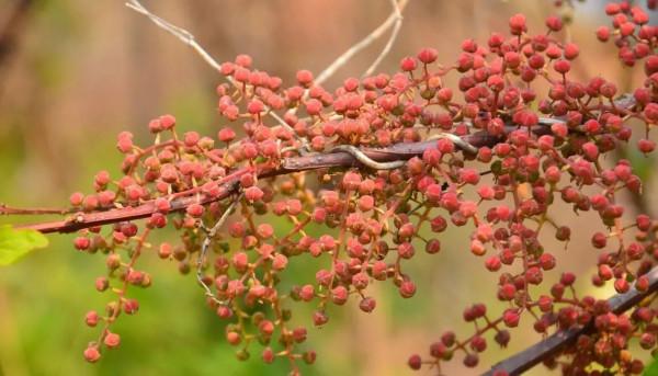 農村5種常見的野果有毒，不能吃要警惕，但價值珍貴，你知道多少