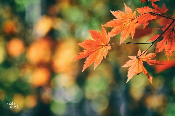 退休後的每年秋天，我都會去本溪同一個景區觀賞紅葉，從未失望過