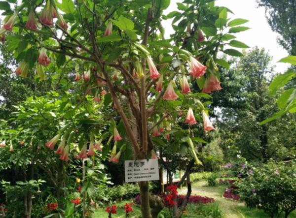 “美麗有毒”的植物,快來認識11種“毒花毒果”,不吃虧不上當 “美麗有毒”的植物,快來認識11種“毒花毒果”,不吃虧不上當