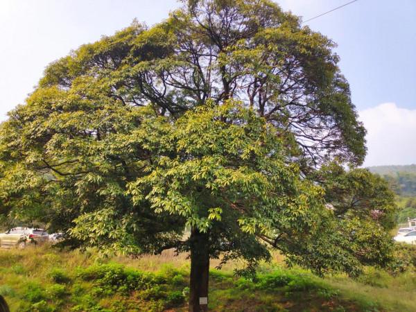 香山沖水庫和香山國家森林公園溜一圈，值得