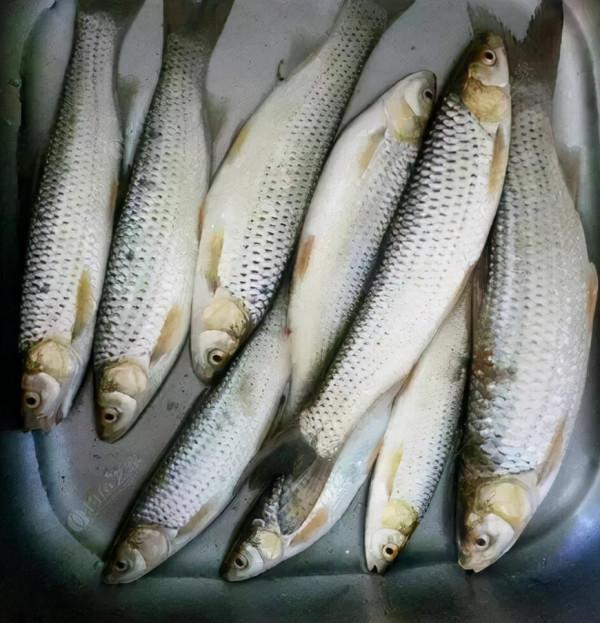俗稱“野草魚”,過去河中隨便抓,如今野生少見,運氣好才能吃到 俗稱“野草魚”,過去河中隨便抓,如今野生少見,運氣好才能吃到