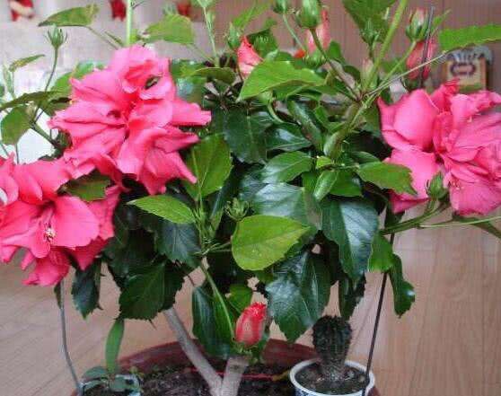 6種“勞模花”，四季花不斷，家裡養一盆，開花200天