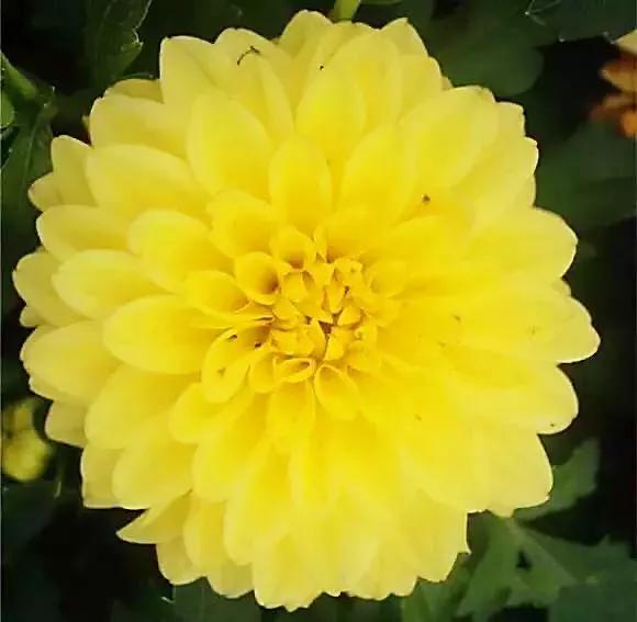 大麗花一一雍容華貴