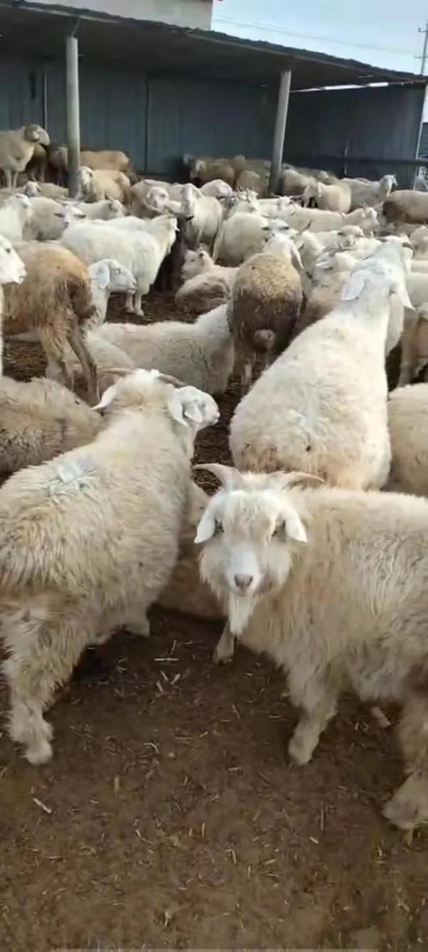 大學回村放羊年收入十五萬 大學回村放羊年收入十五萬