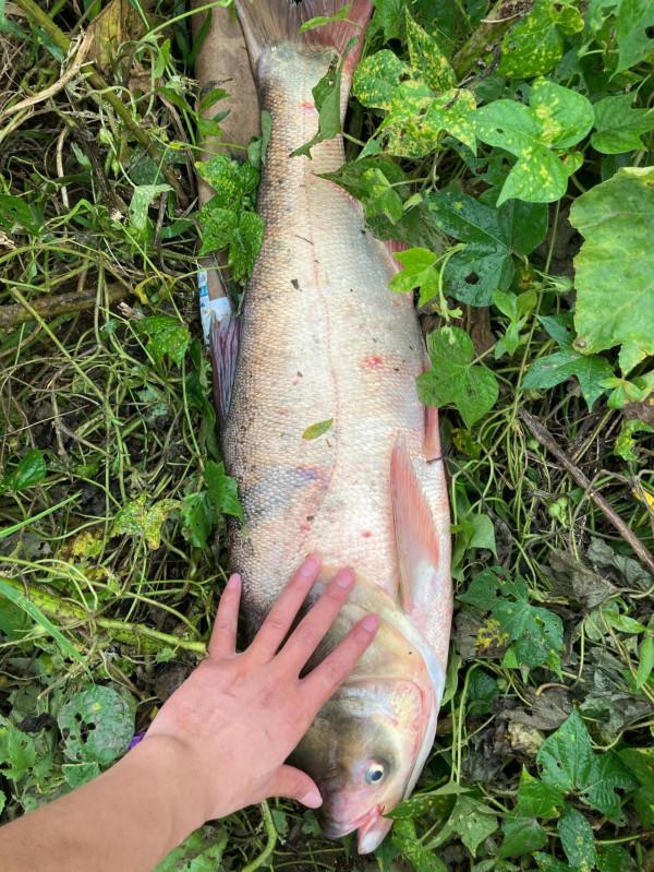 光威大戰巨鯰 光威大戰巨鯰