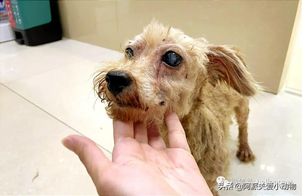 永樂 :它被開水燙、驅趕、毆打時,主人就在身邊 永樂 :它被開水燙、驅趕、毆打時,主人就在身邊