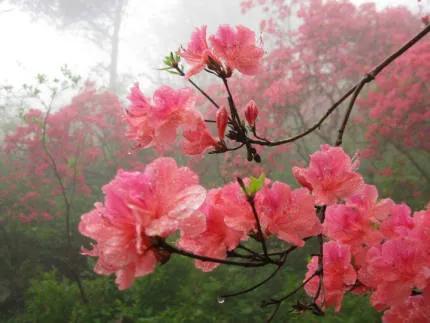分享——杜鵑花