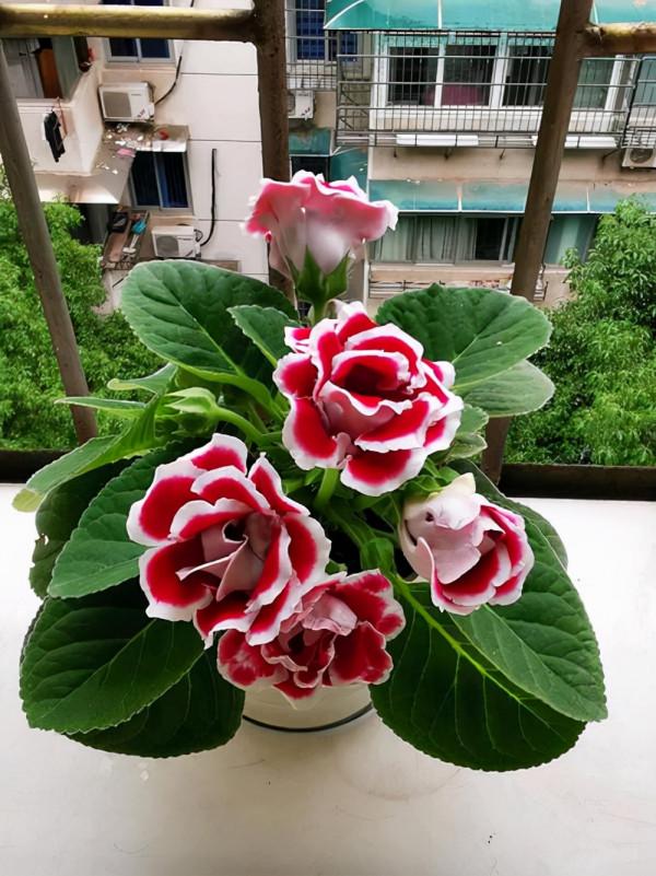 家裡光線差，就養17種“陰性花”，漂亮有格調，貴氣又吉利