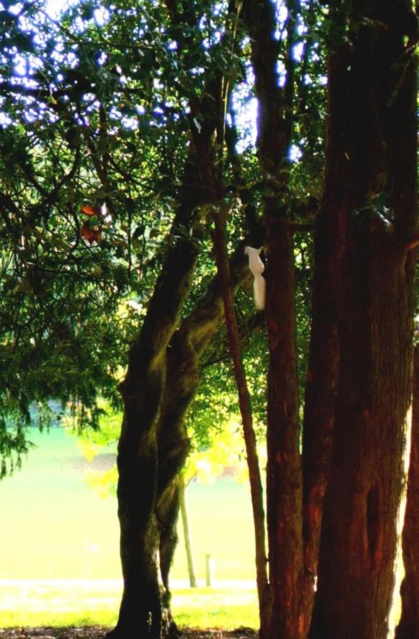 可愛的白色小精靈