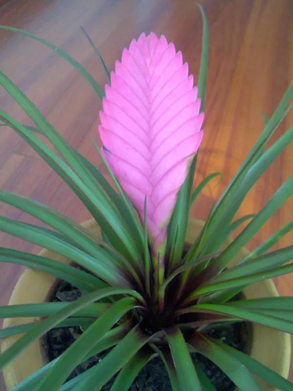 鐵蘭花一一堅強