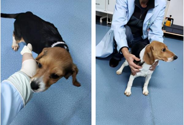 世界首例人類永久性新生兒糖尿病犬模型問世