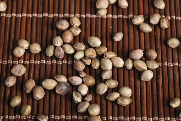 麥冬，心臟&quot;強心劑&quot;，與六味藥合用，養心安神，提高心肺功能