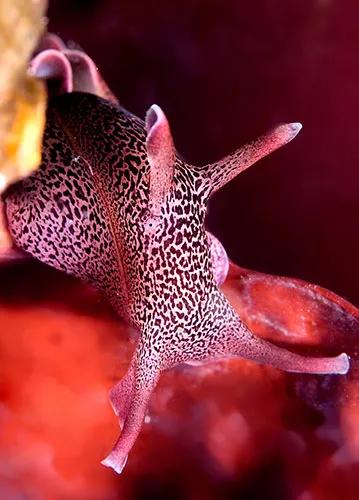 可愛呆萌的海兔，美出天際的海兔——海兔大全