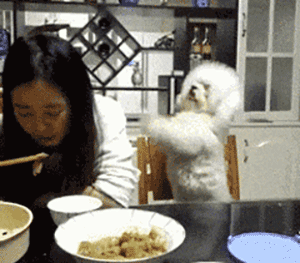 一條狗真正被你“養熟”了,就會有這幾種行為 一條狗真正被你“養熟”了,就會有這幾種行為