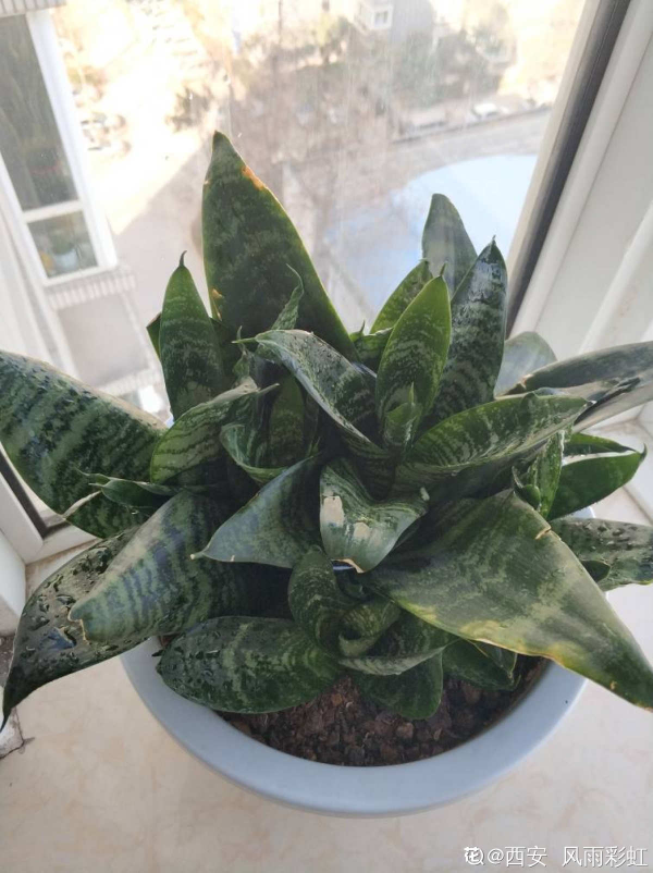 3種花要“窮養”，塞進小盆少澆水，長得格外好