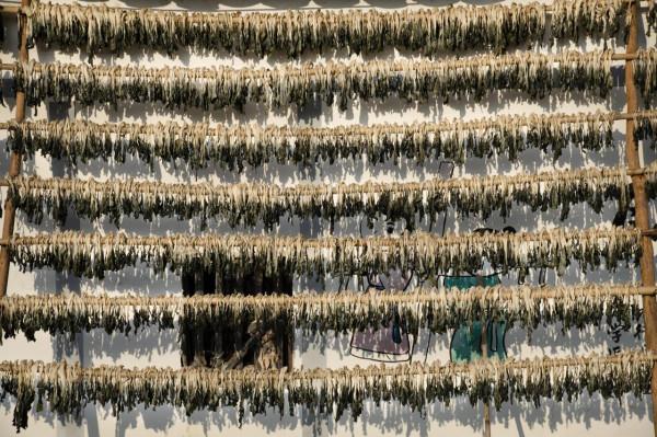 英德特產——白菜乾