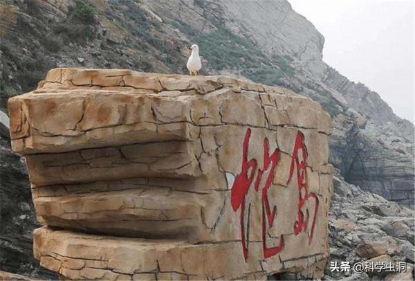 大連蛇島瘋狂“內卷”,一平方公里2萬多條蛇,島上的蛇越來越毒 大連蛇島瘋狂“內卷”,一平方公里2萬多條蛇,島上的蛇越來越毒